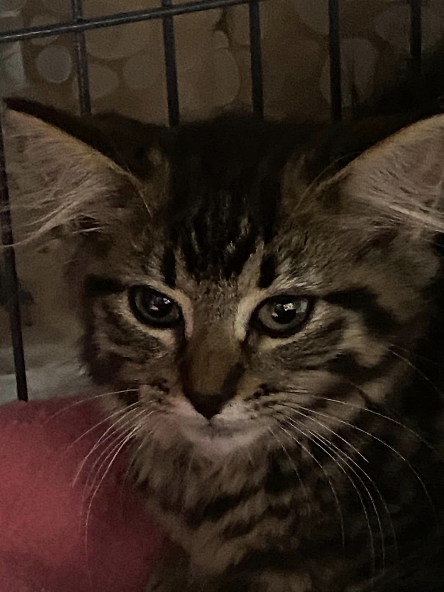 BROOKE, a Adoptable Domestic Long Hair in Tillsonburg, ON image 3/4