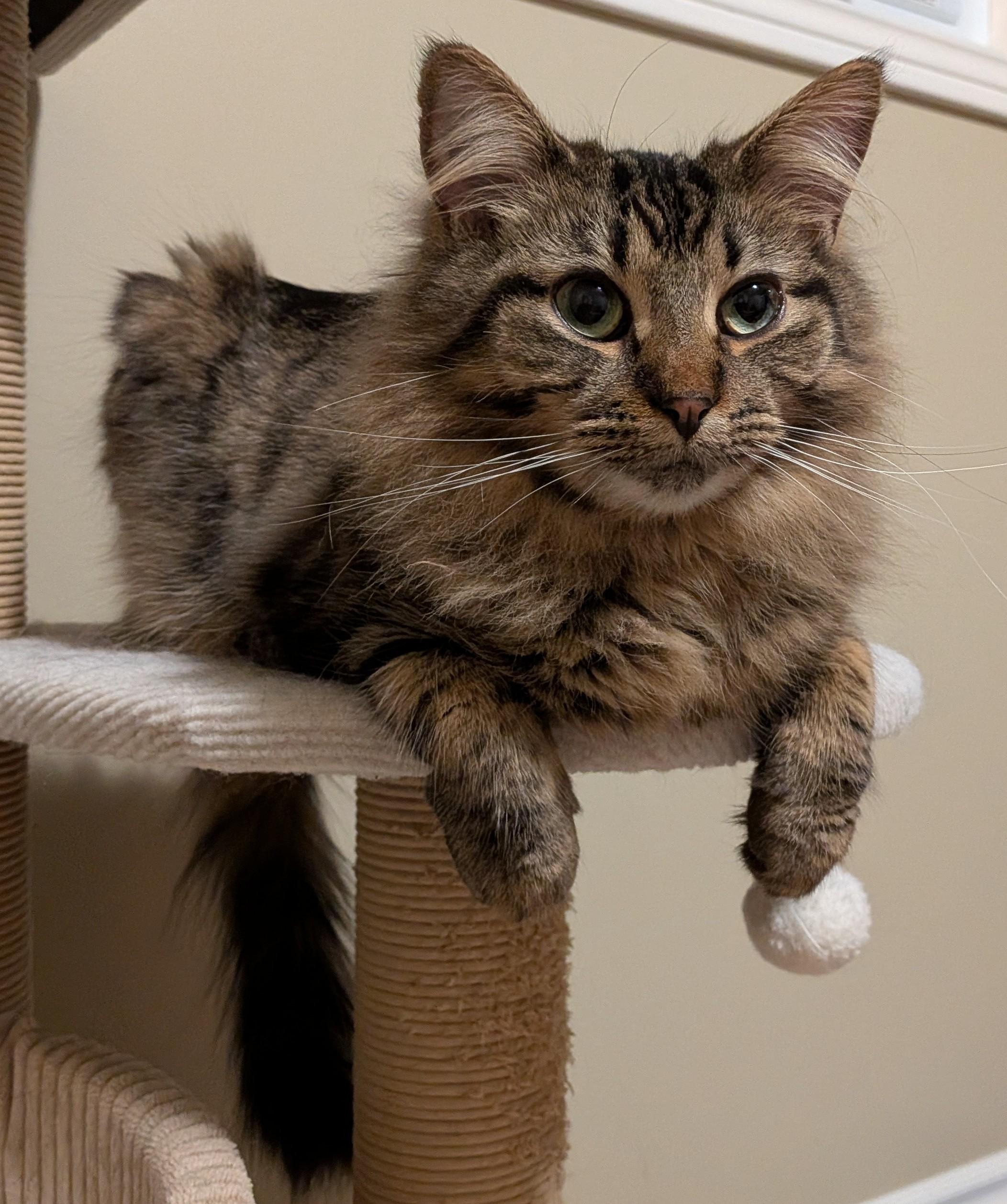 Enlarge BROOKE, a Adoptable Domestic Long Hair in Tillsonburg, ON image 3/6