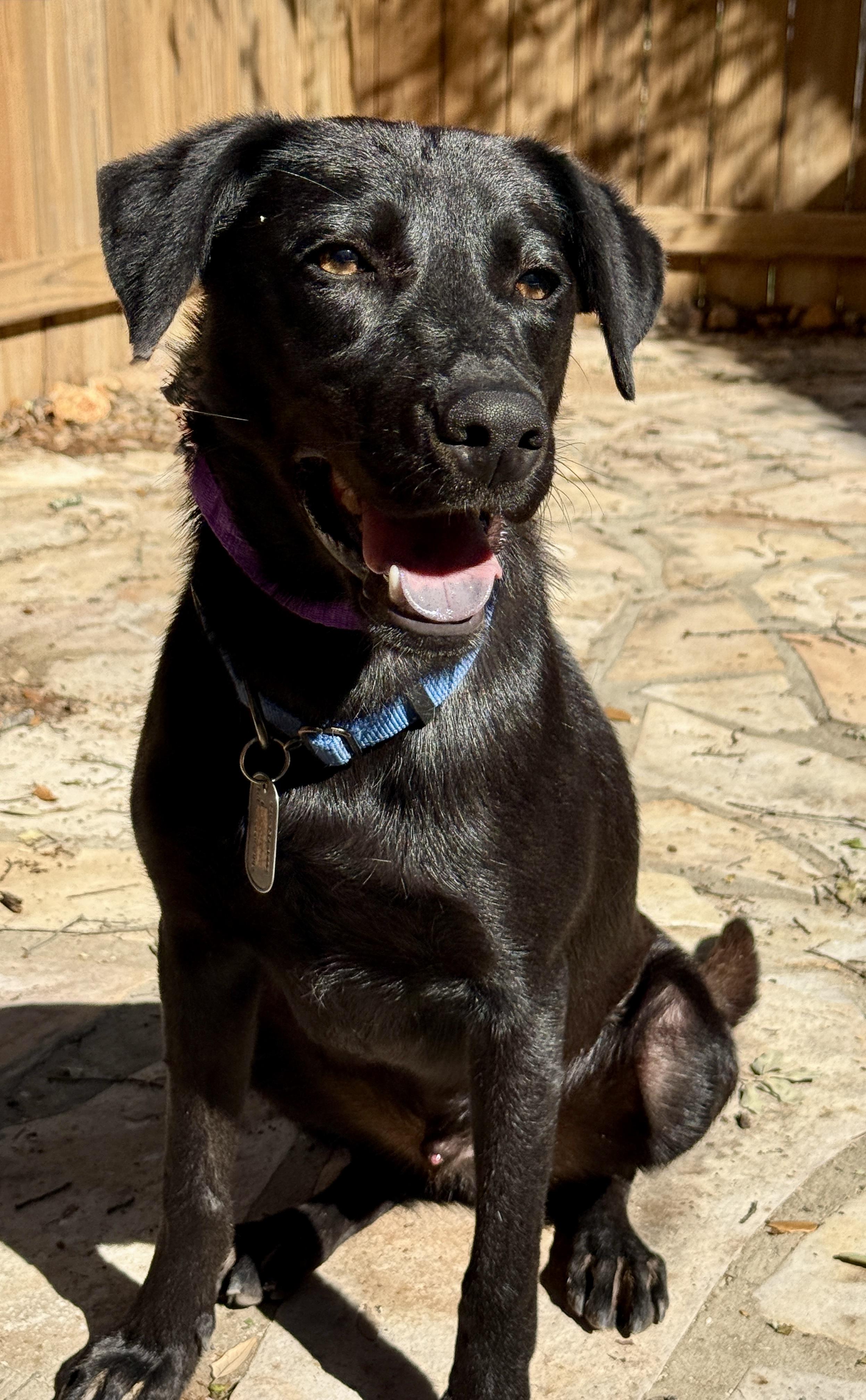Enlarge Boomer, a Adoptable mixed breed in Chelsea, MI image 4/6