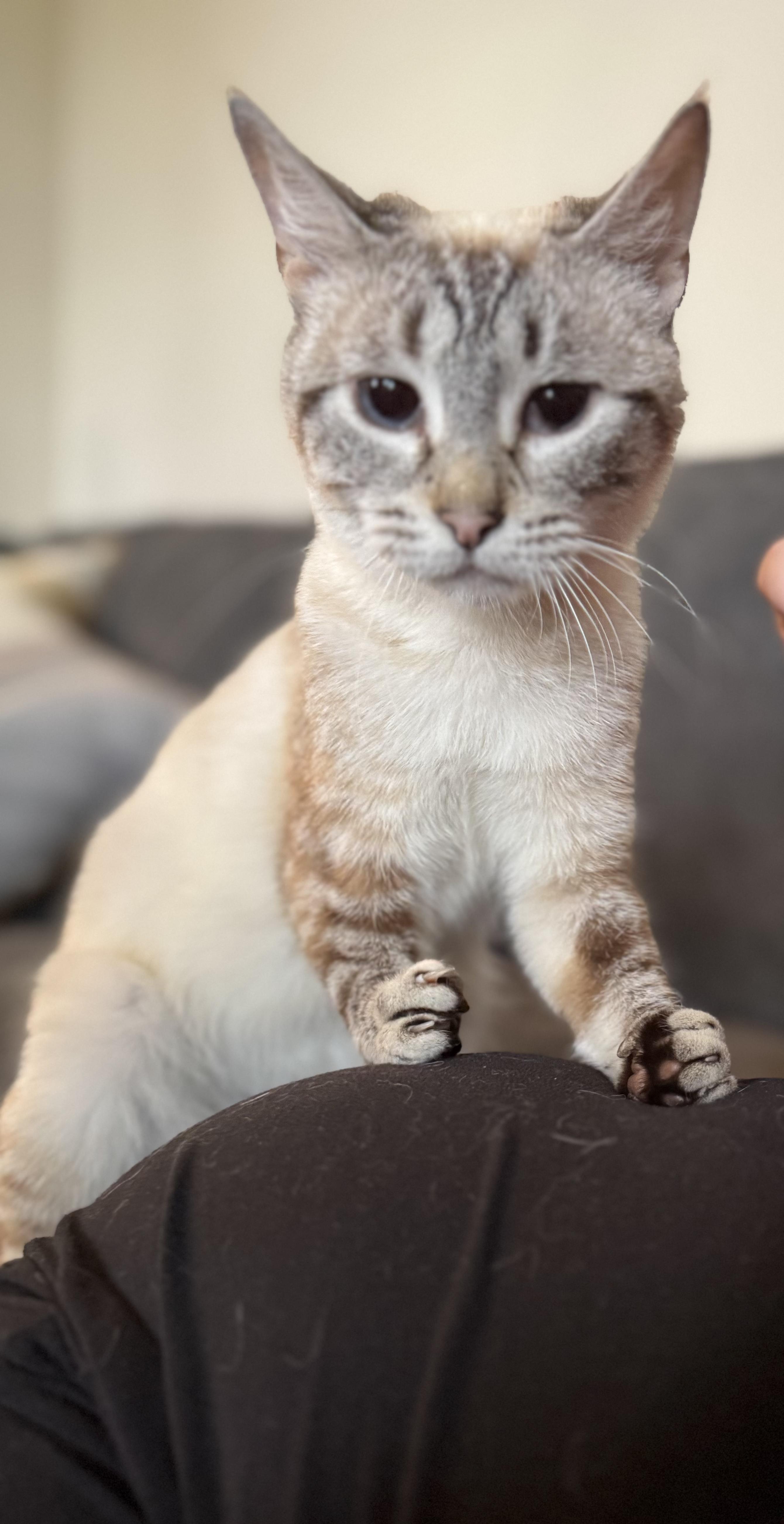 Wanda, Adoptable, Young Female Siamese.