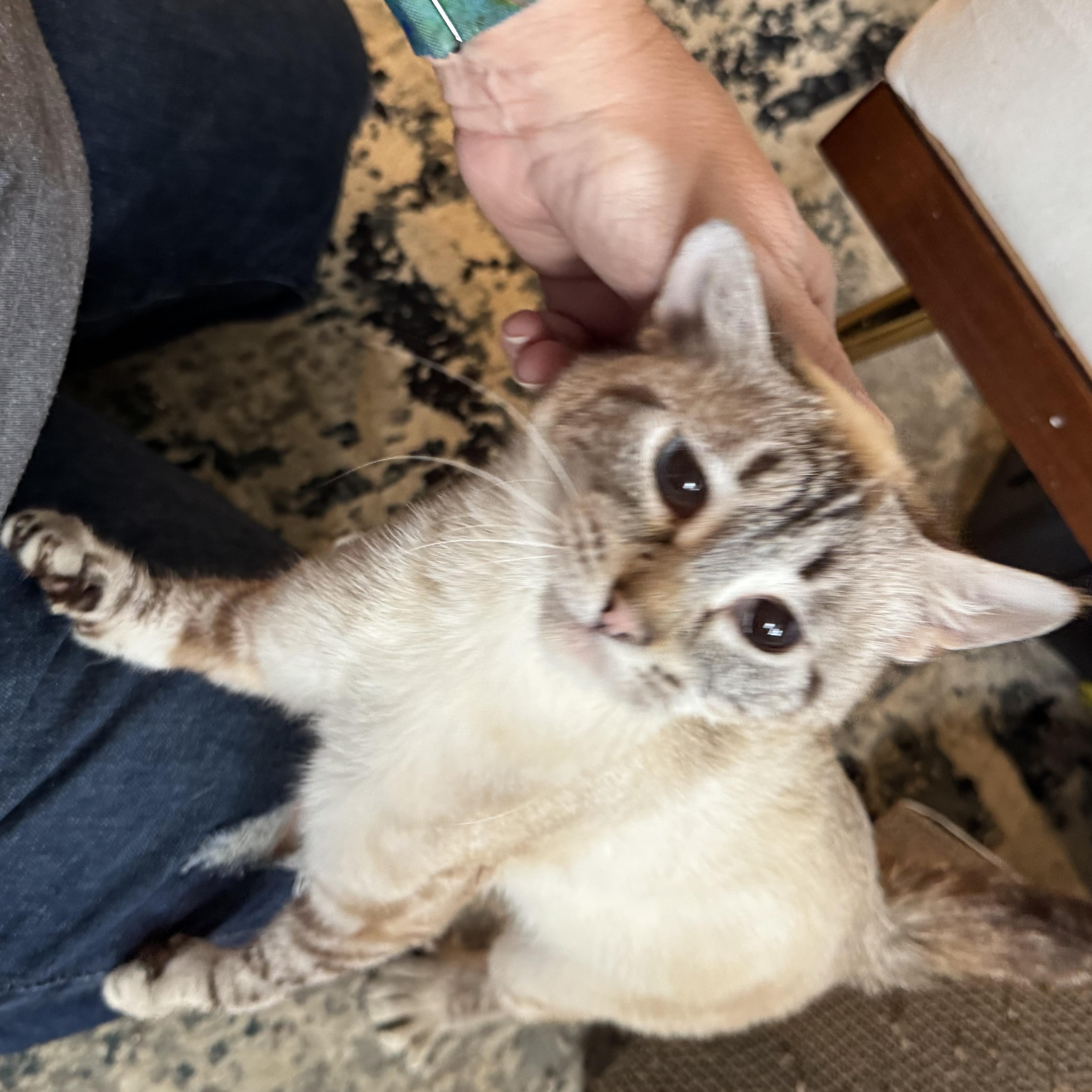 Wanda, a Adoptable Siamese in Hillsboro, OR image 3/6