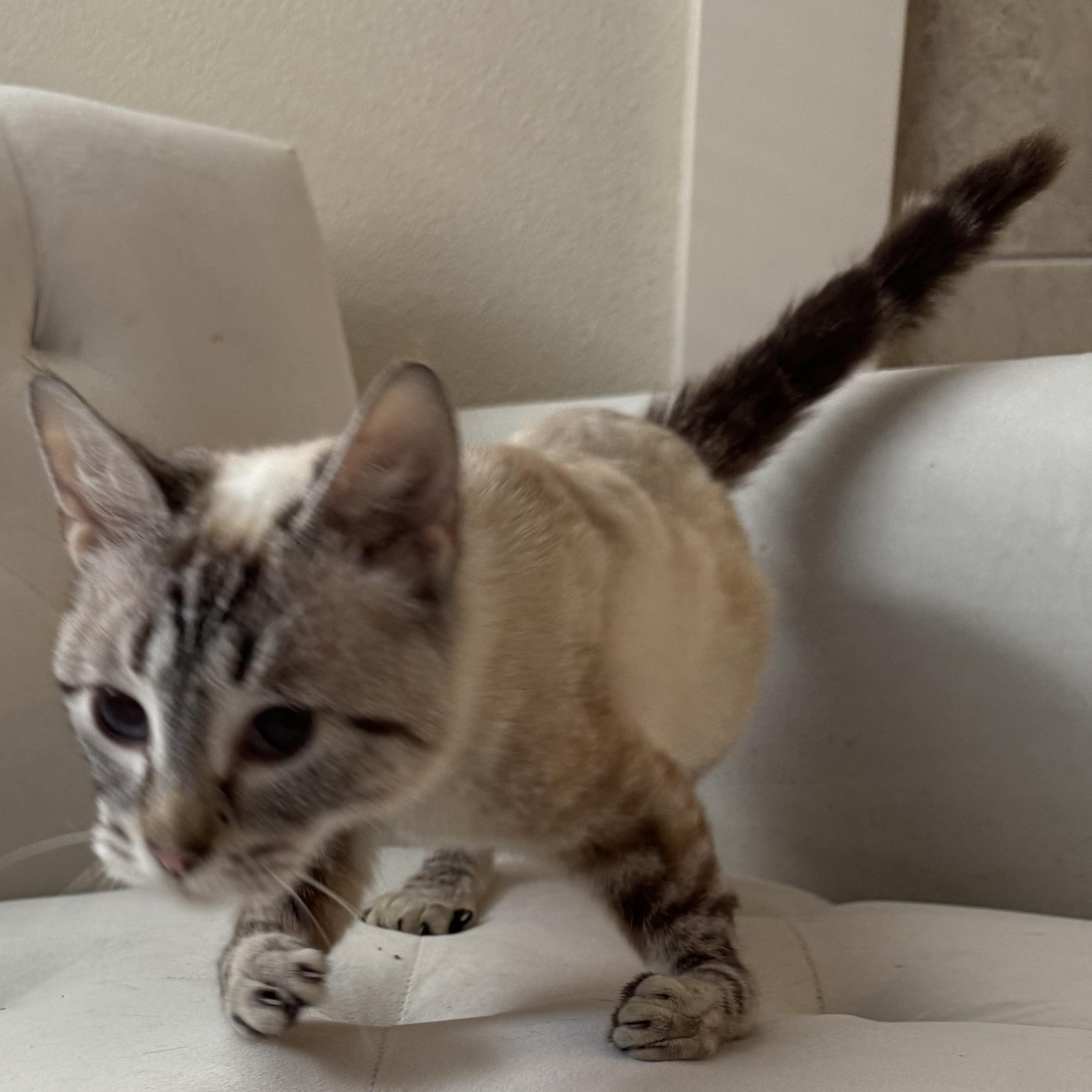 Wanda, a Adoptable Siamese in Hillsboro, OR image 4/6