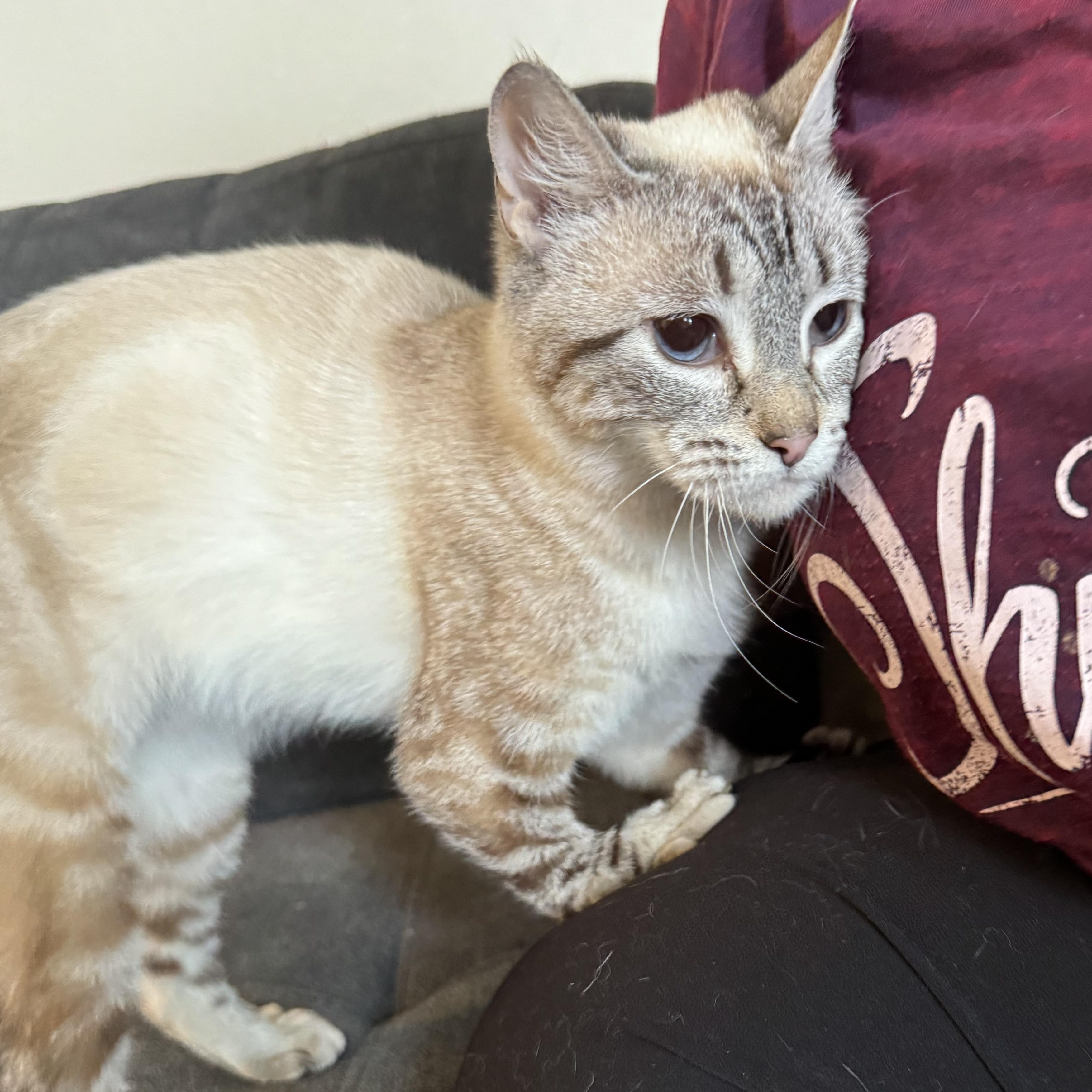 Wanda, a Adoptable Siamese in Hillsboro, OR image 5/6