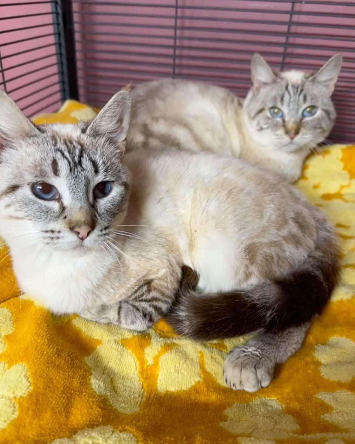 Wanda *** Bonded Pair with Cosmo ***