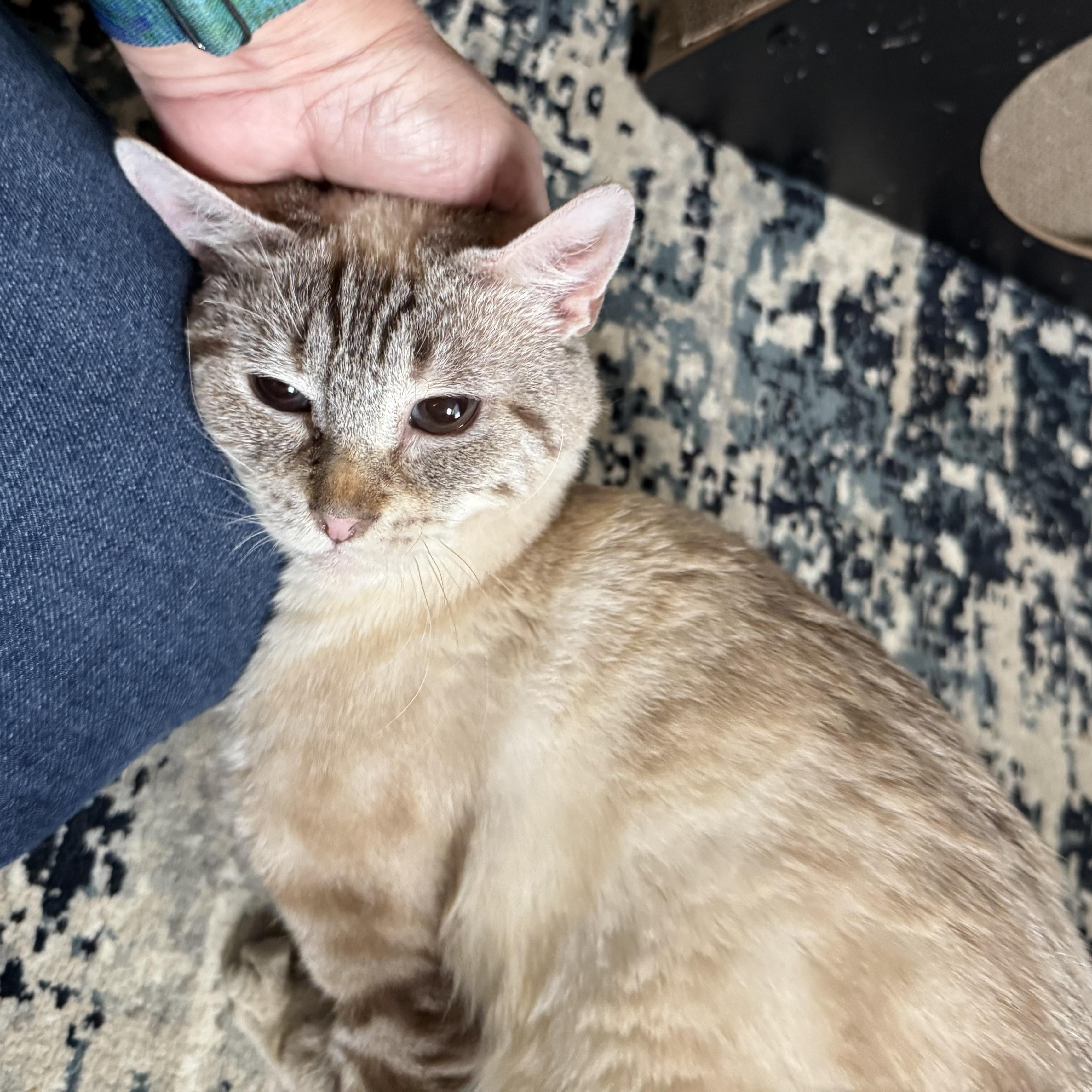 Wanda, a Adoptable Siamese in Hillsboro, OR image 6/6