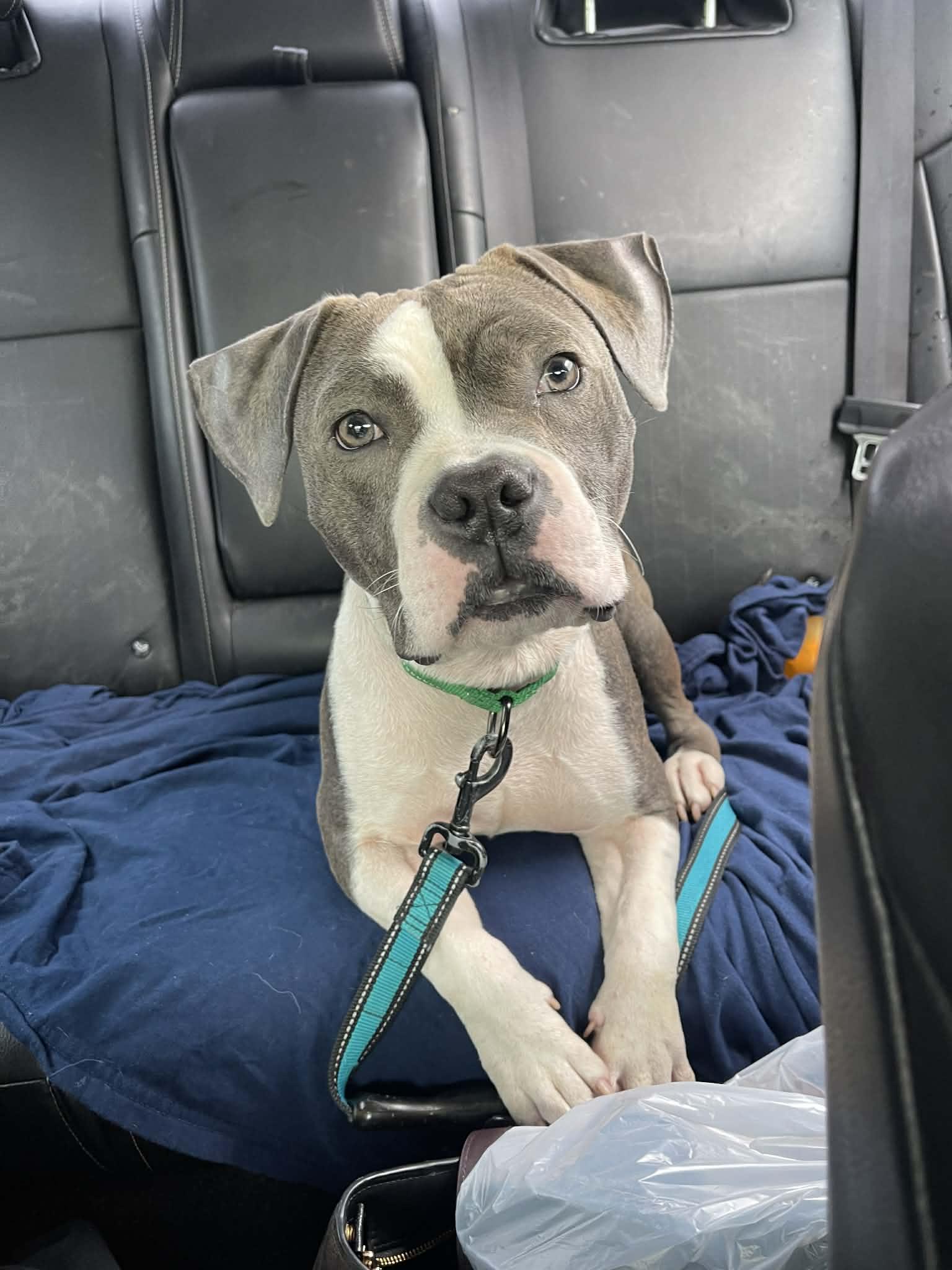 Fizz, ADOPTABLE, Young Male American Staffordshire Terrier.