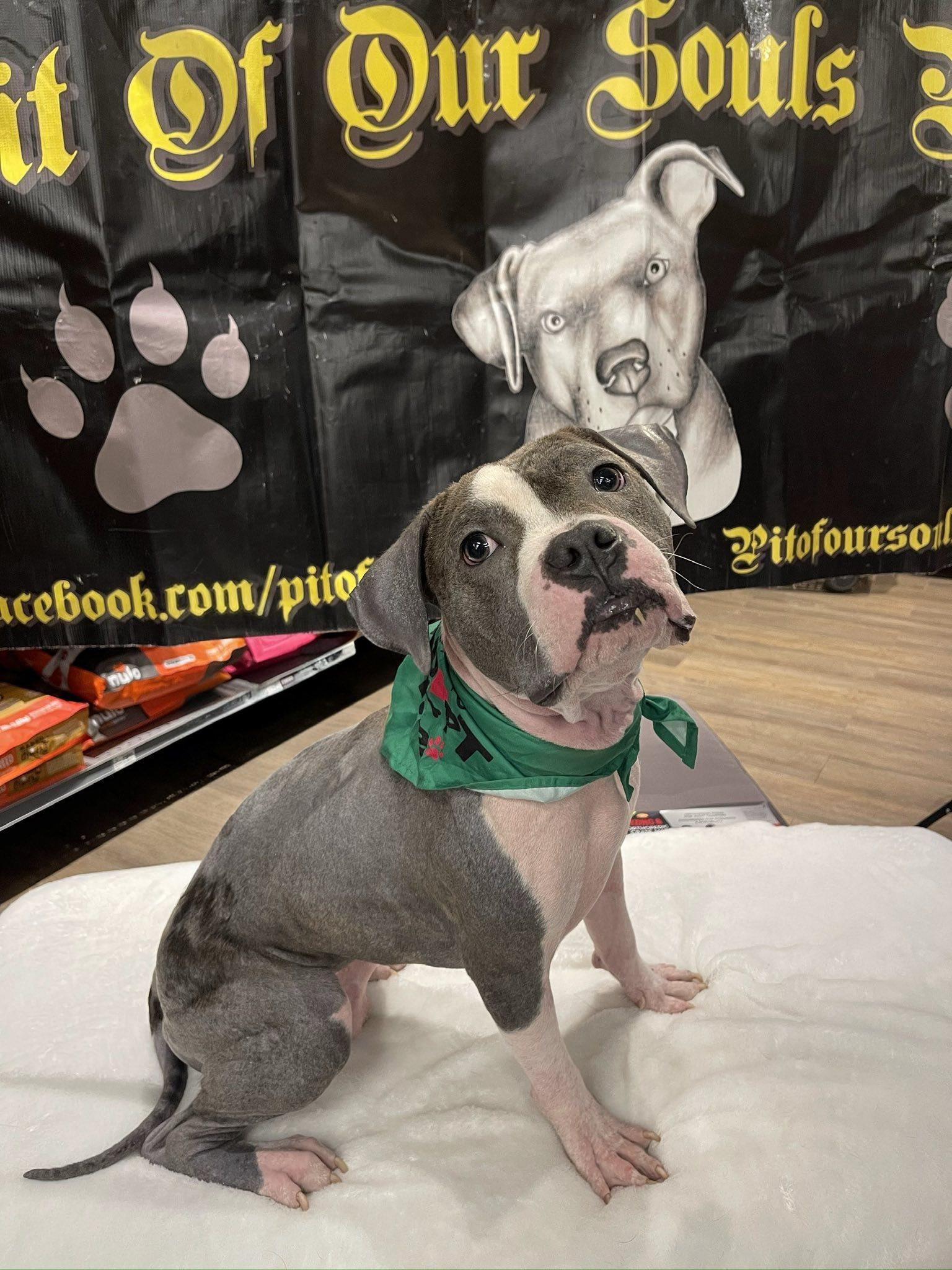 Fizz, a ADOPTABLE American Staffordshire Terrier in Levittown, NY image 3/3
