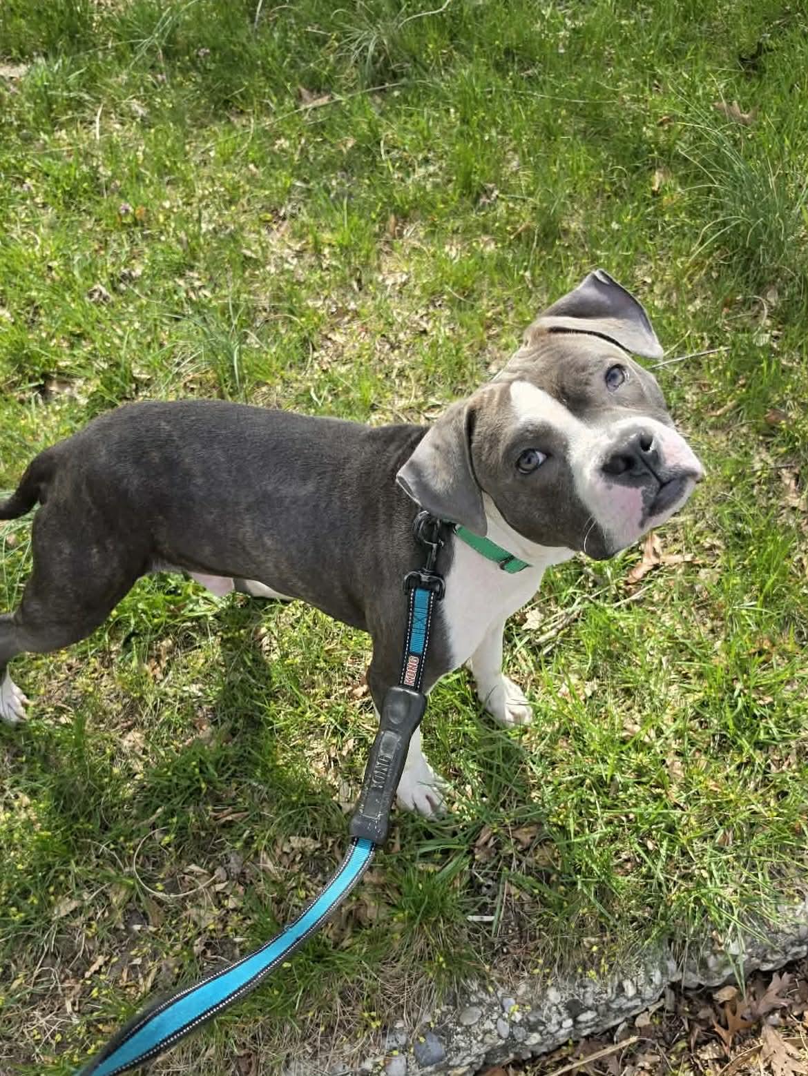 Fizz, a ADOPTABLE American Staffordshire Terrier in Levittown, NY image 2/3