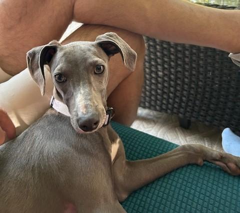 Hazel, a Adopted Italian Greyhound in Croton on Hudson, NY image 2/4