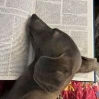 Hazel, a Adopted Italian Greyhound in Croton on Hudson, NY image 3/4