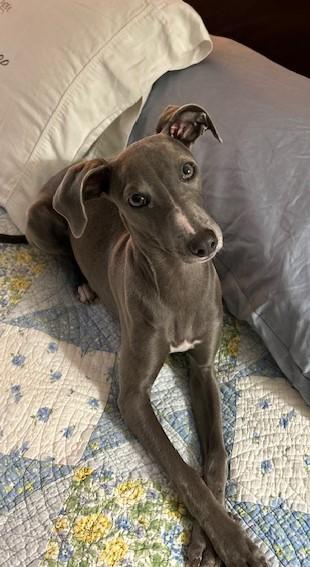 Hazel, Adopted, Young Female Italian Greyhound.