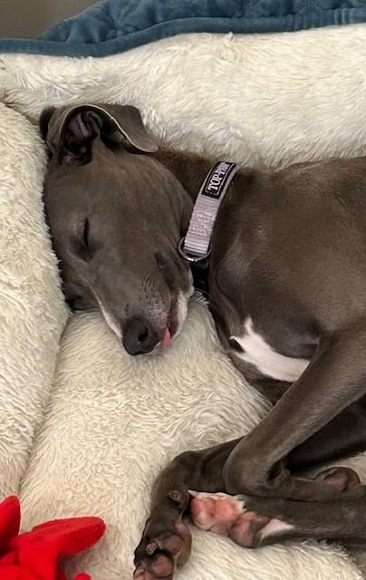 Hazel, a Adopted Italian Greyhound in Croton on Hudson, NY image 4/4