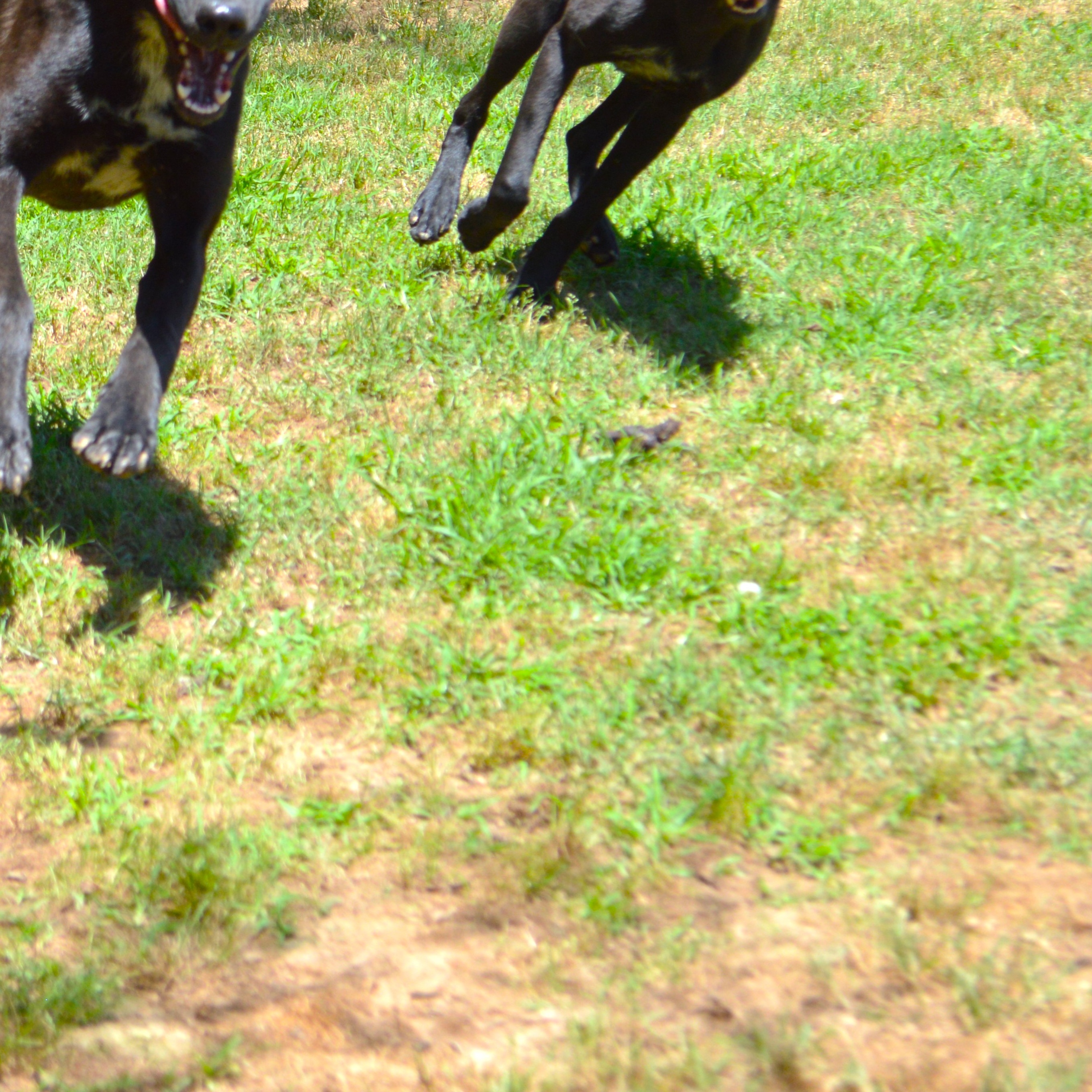 Iva, a Adoptable mixed breed in Athens, AL image 5/6