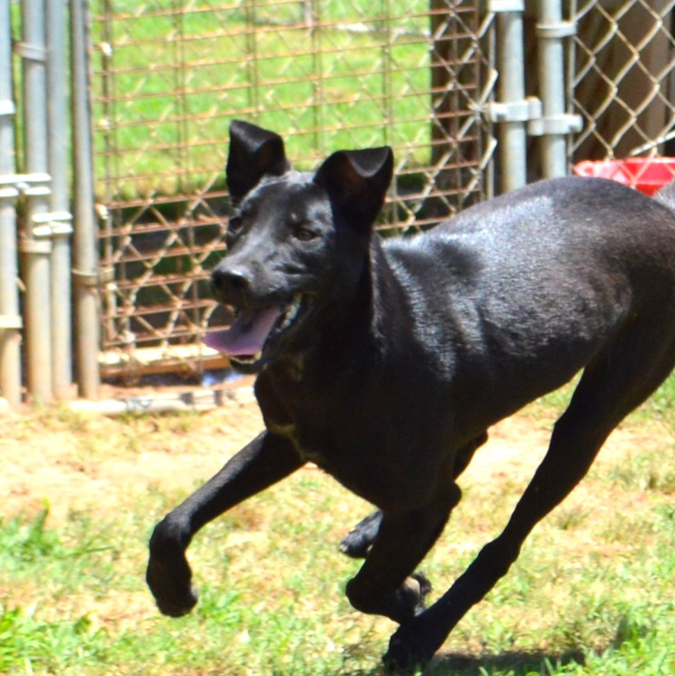 Iva, Adoptable, Adult Female Black Labrador Retriever & German Shepherd Dog.