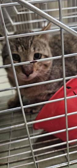 Raptor, a Adoptable Domestic Short Hair in Edgewood, NM image 1/2