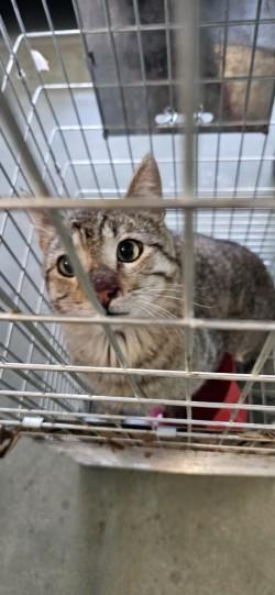 Raptor, a Adoptable Domestic Short Hair in Edgewood, NM image 2/2