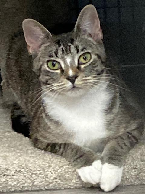 Enlarge Kessie *, a Adoptable Domestic Short Hair in Douglas, MI image 3/6