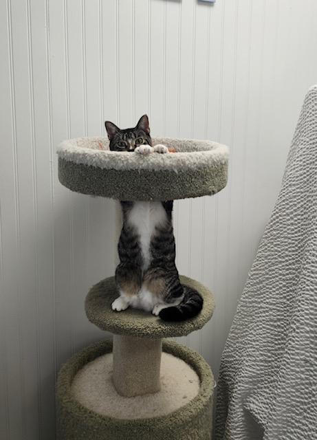 Kessie *, Adoptable, Young Female Domestic Short Hair.