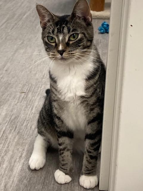 Enlarge Kessie *, a Adoptable Domestic Short Hair in Douglas, MI image 2/6