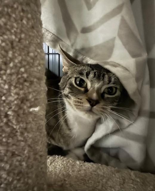 Enlarge Kessie *, a Adoptable Domestic Short Hair in Douglas, MI image 5/6