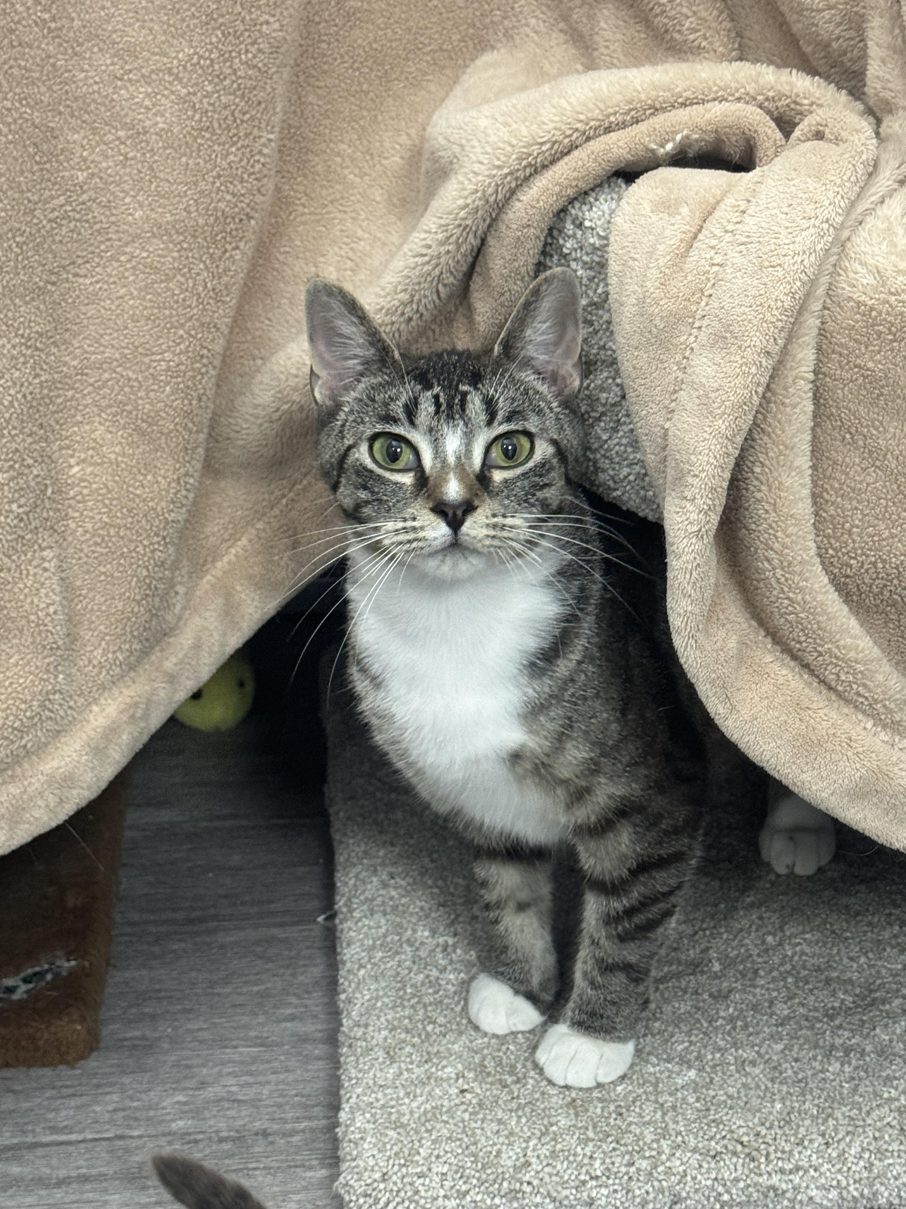 Enlarge Kessie *, a Adoptable Domestic Short Hair in Douglas, MI image 4/6