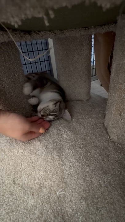 Enlarge Kessie *, a Adoptable Domestic Short Hair in Douglas, MI video 6/6