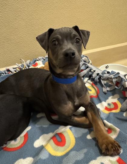 Enlarge Pringles, a Adoptable mixed breed in Pleasanton, CA image 2/3