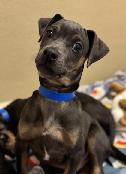 Enlarge Pringles, a Adoptable mixed breed in Pleasanton, CA image 3/3