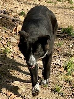 Big Al, a Adoptable mixed breed in Sherwood, AR image 1/6