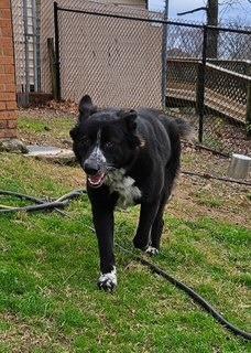 Big Al, a Adoptable mixed breed in Sherwood, AR image 2/6
