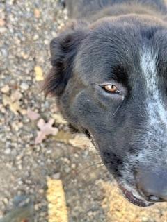 Big Al, a Adoptable mixed breed in Sherwood, AR image 3/6