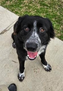 Big Al, a Adoptable mixed breed in Sherwood, AR image 4/6