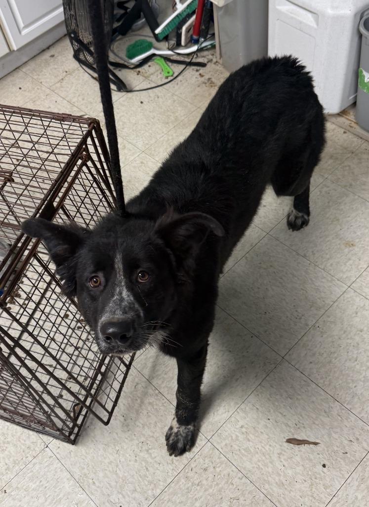 Enlarge Big Al, a Adoptable mixed breed in Sherwood, AR image 1/1