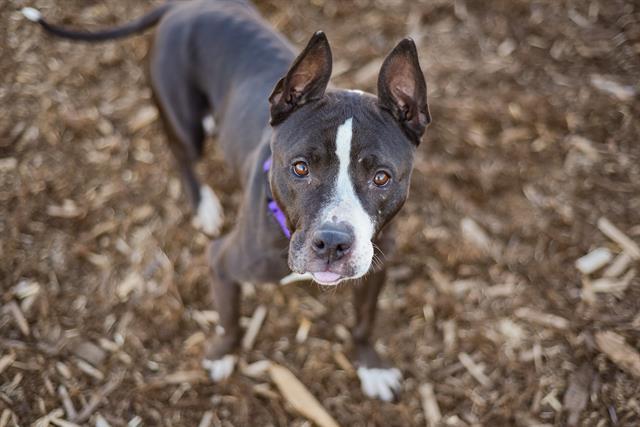 STEPHANIE FROM SALES, Adoptable, Adult Female Pit Bull Terrier & Mixed Breed.