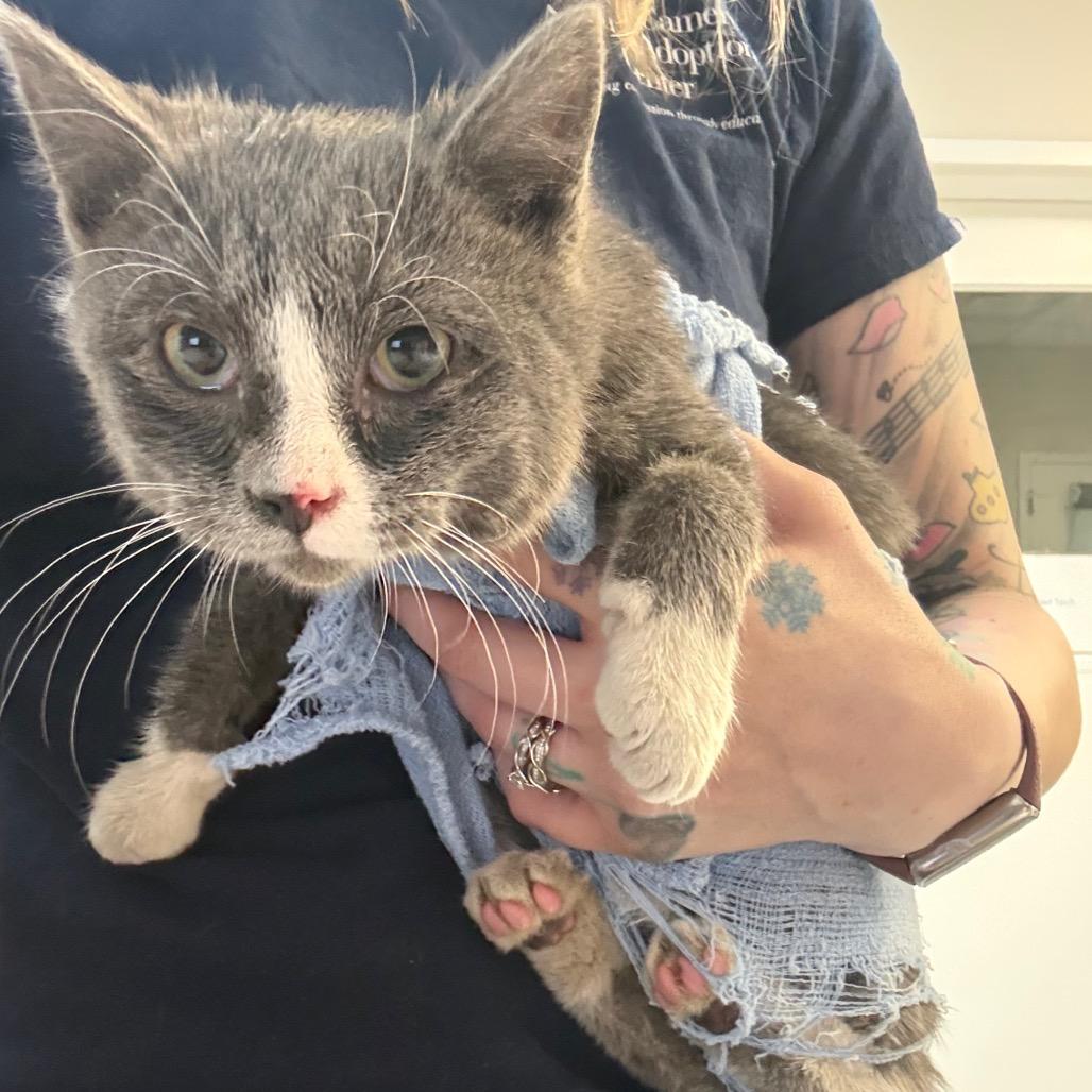 Quarter, Adoptable, Kitten Male Domestic Short Hair.