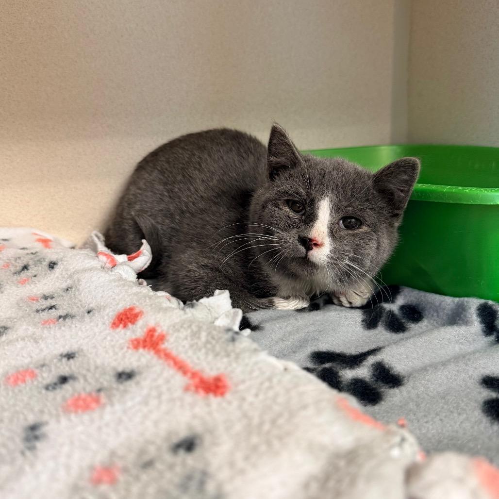 Enlarge Quarter, a Adoptable Domestic Short Hair in Great Falls, MT image 2/6