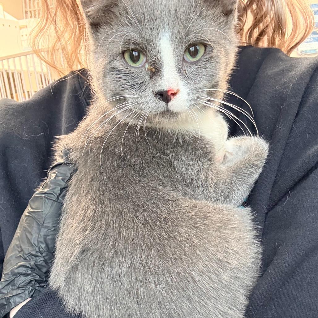 Enlarge Quarter, a Adoptable Domestic Short Hair in Great Falls, MT image 3/6