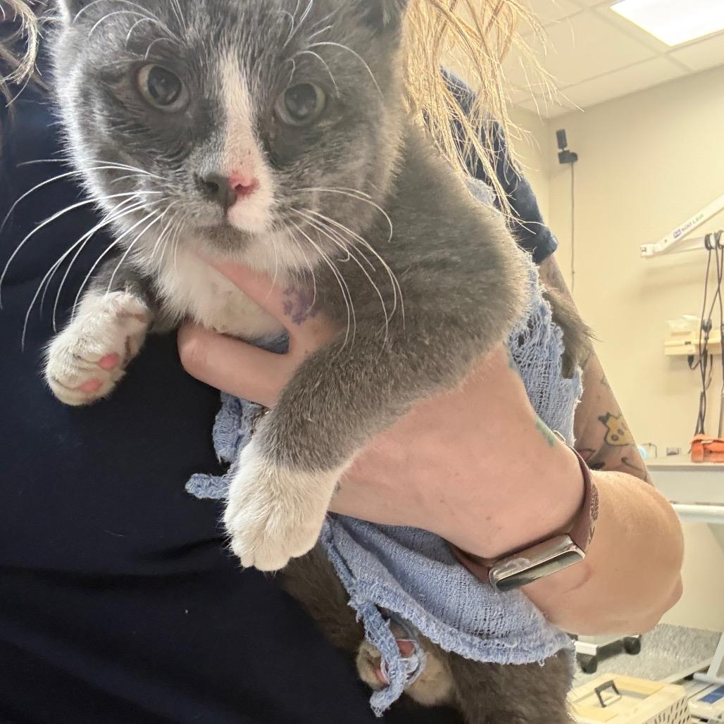 Enlarge Quarter, a Adoptable Domestic Short Hair in Great Falls, MT image 4/6