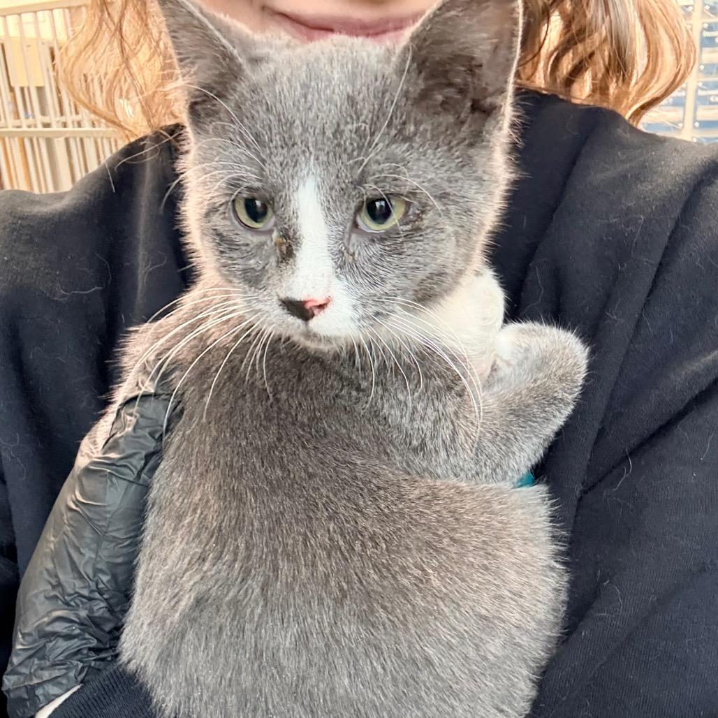 Enlarge Quarter, a Adoptable Domestic Short Hair in Great Falls, MT image 5/6