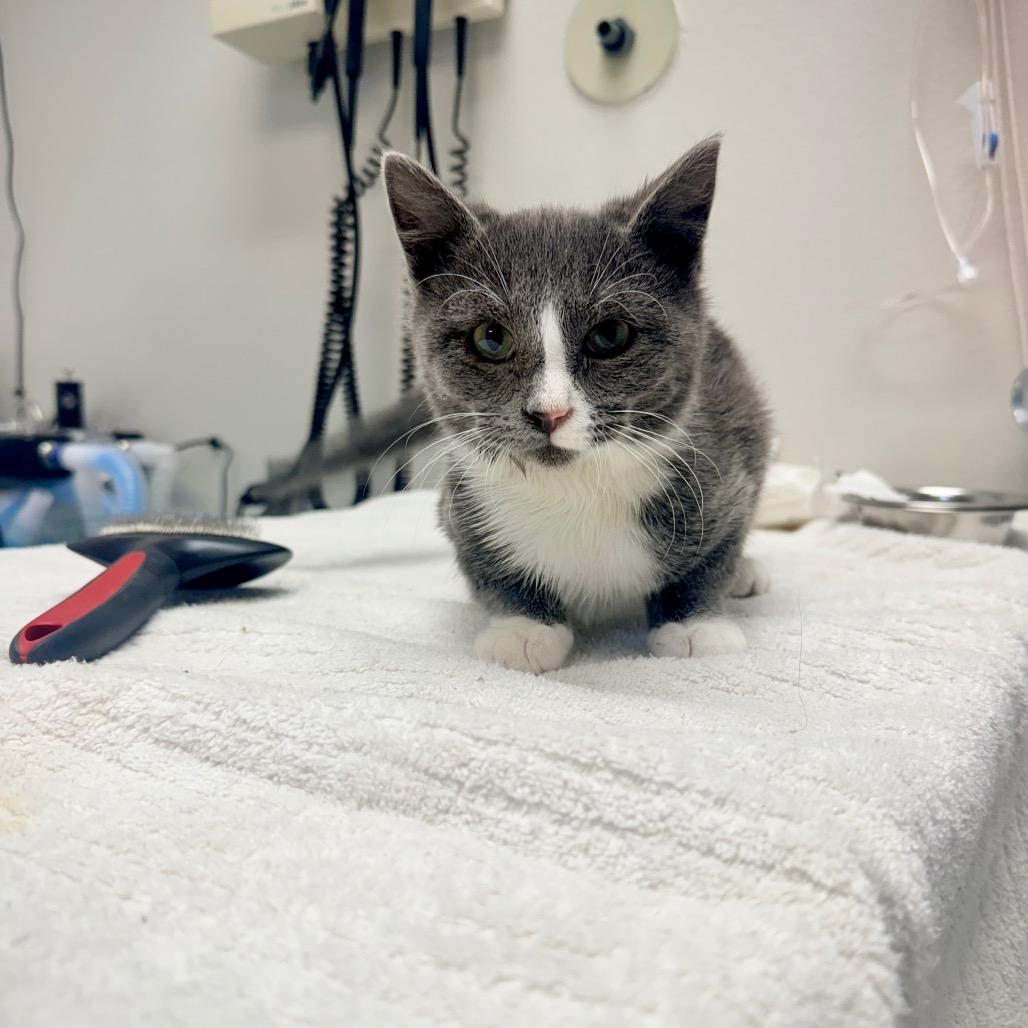 Enlarge Quarter, a Adoptable Domestic Short Hair in Great Falls, MT image 6/6