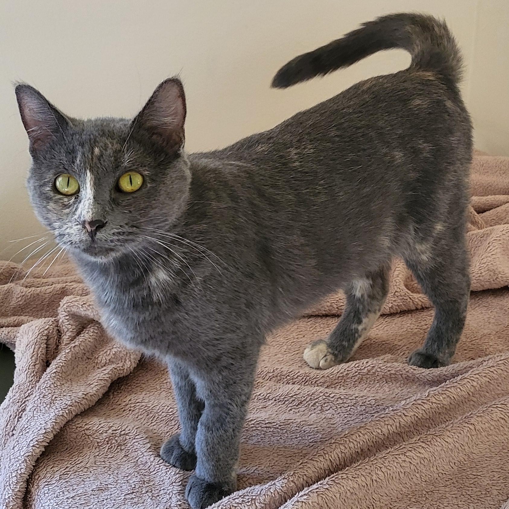 Enlarge Patience, a Adoptable Domestic Short Hair in Spring Lake Park, MN image 2/6