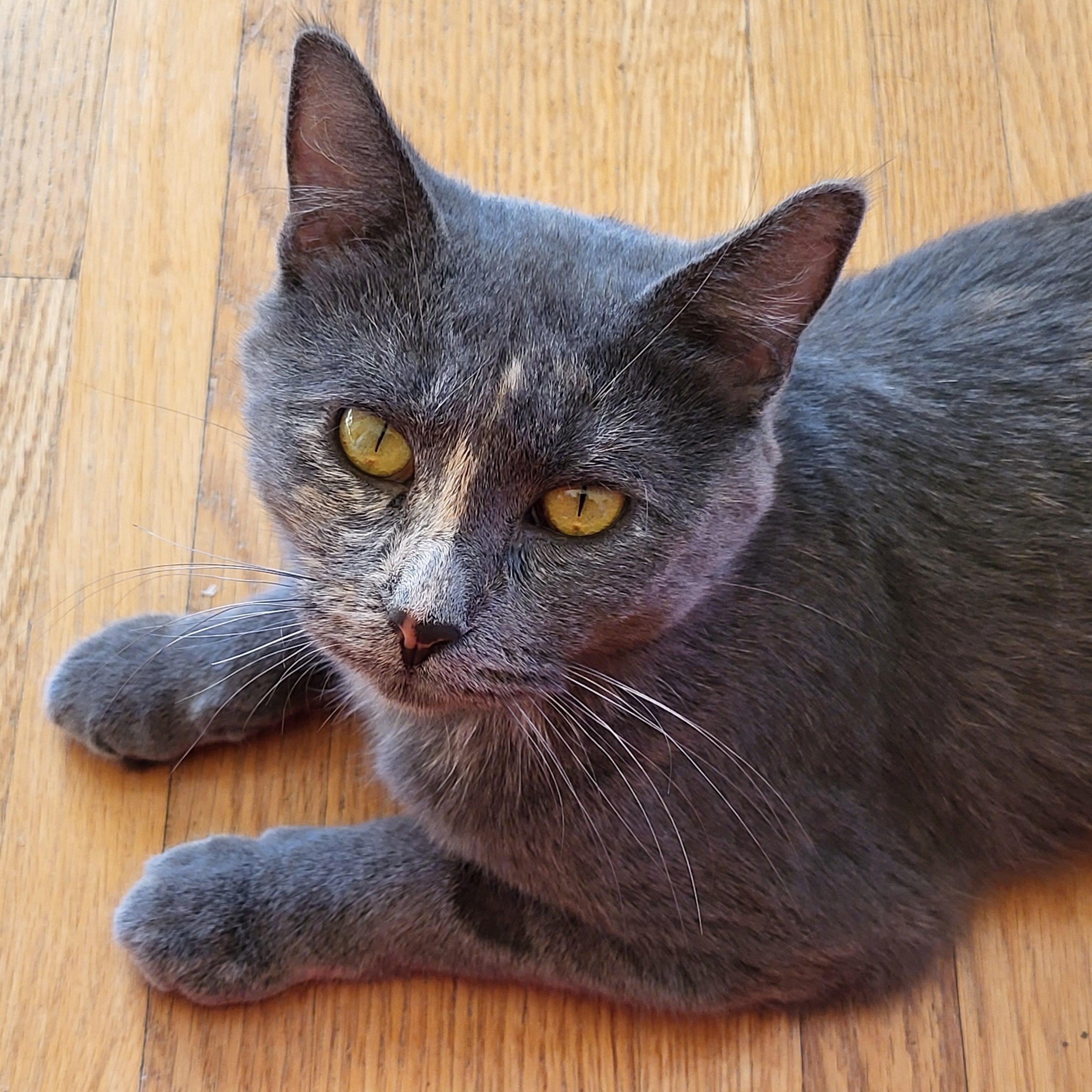 Patience, Adoptable, Young Female Domestic Short Hair.