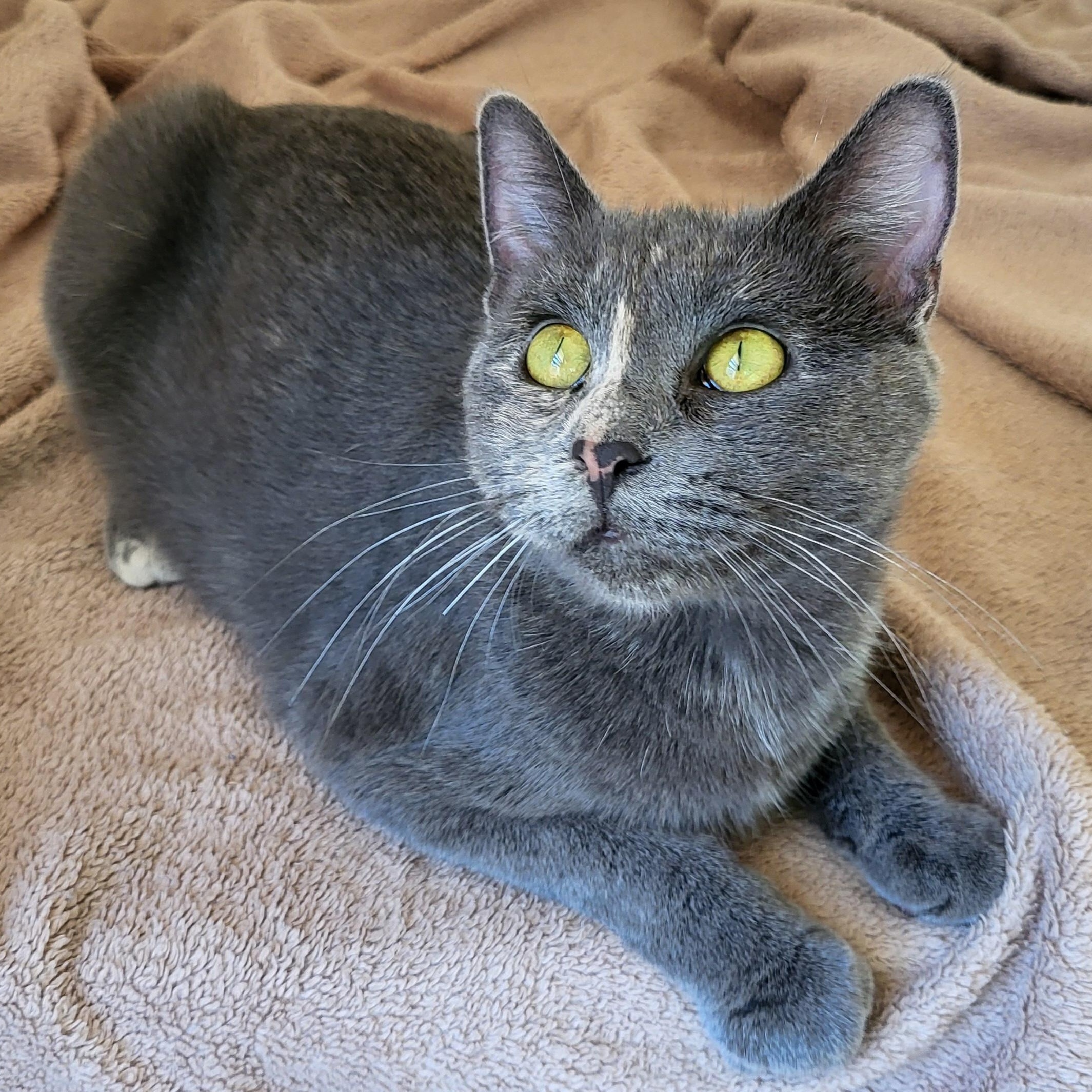 Enlarge Patience, a Adoptable Domestic Short Hair in Spring Lake Park, MN image 4/6