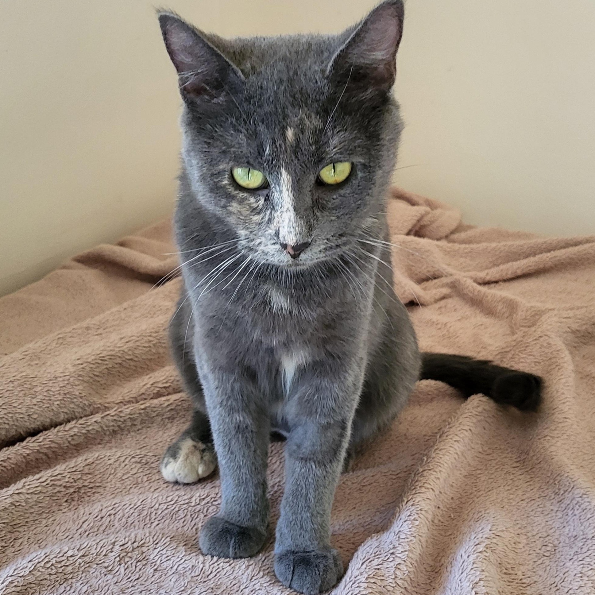 Enlarge Patience, a Adoptable Domestic Short Hair in Spring Lake Park, MN image 5/6