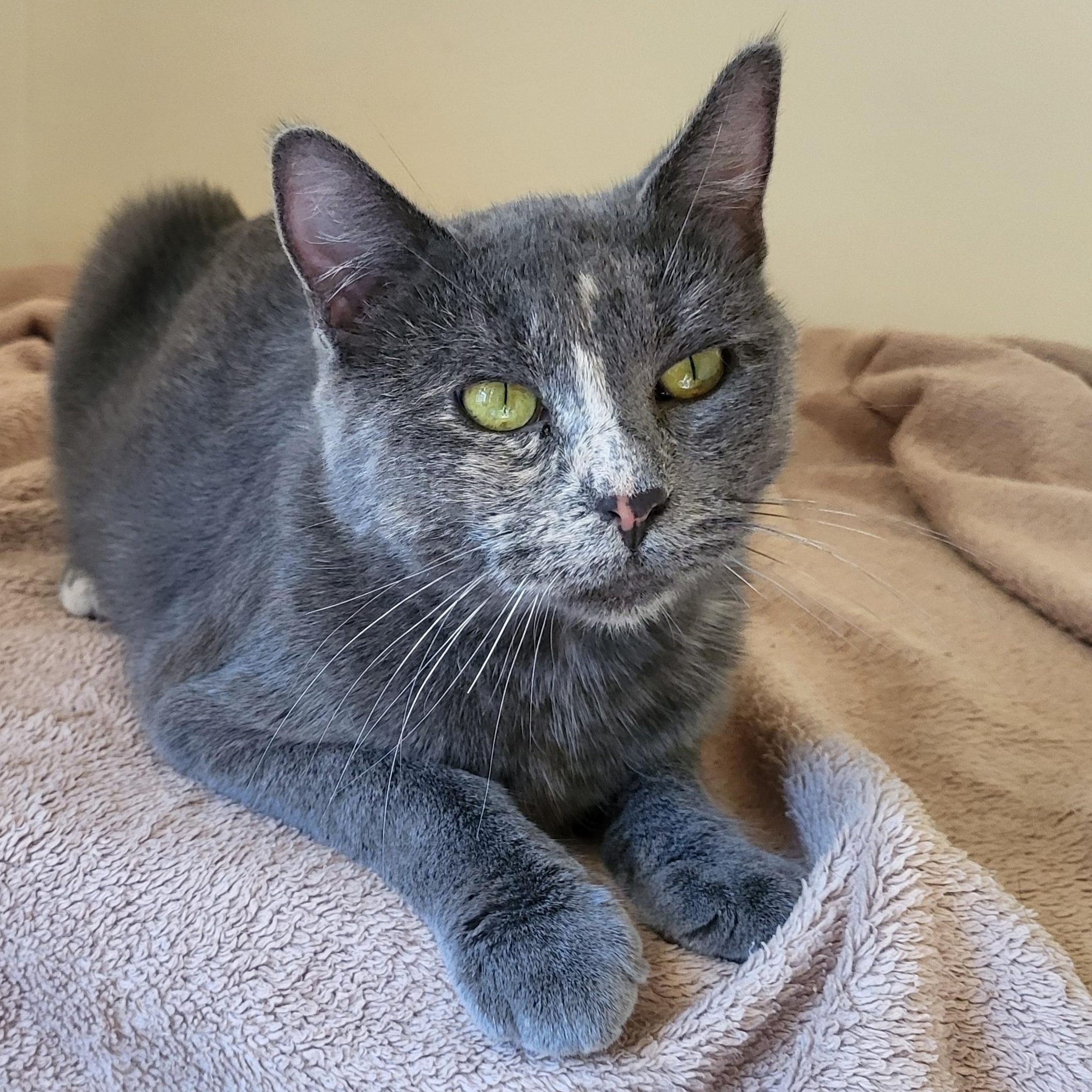 Enlarge Patience, a Adoptable Domestic Short Hair in Spring Lake Park, MN image 3/6
