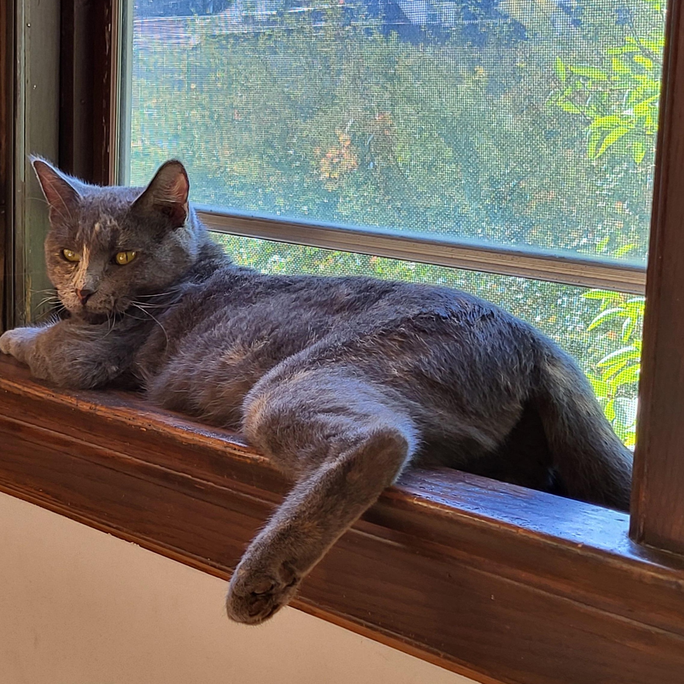 Enlarge Patience, a Adoptable Domestic Short Hair in Spring Lake Park, MN image 6/6