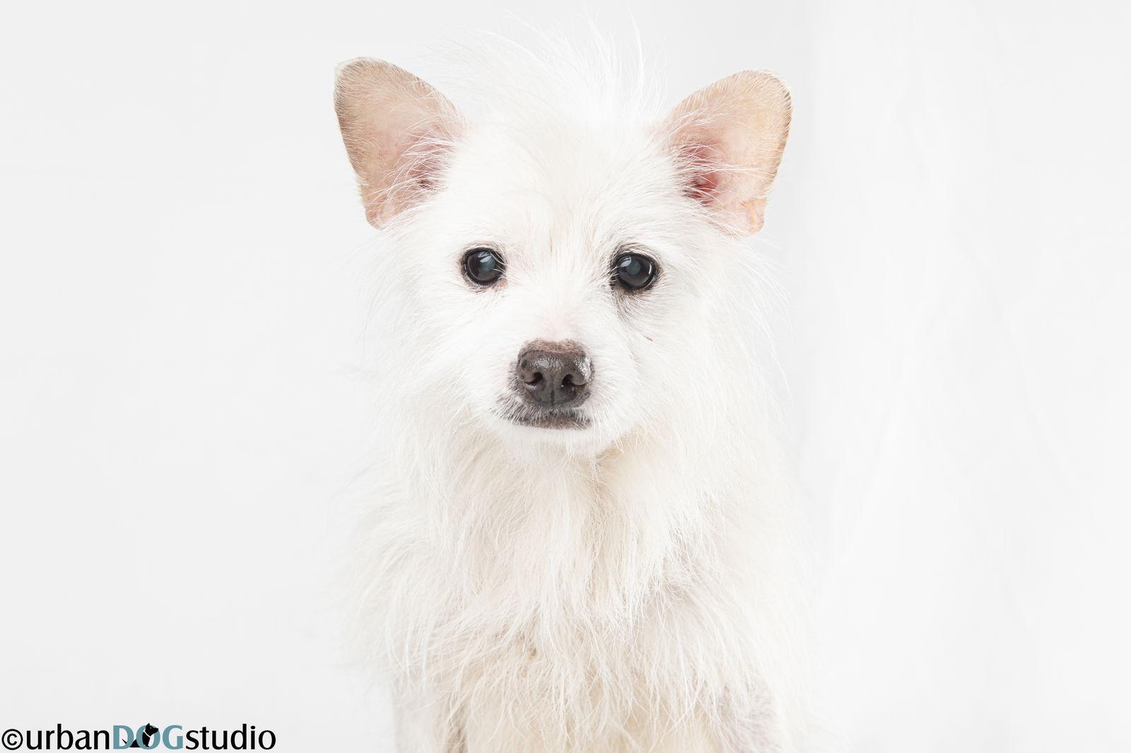 Bijou - M, Adoptable, Senior Male Chihuahua.