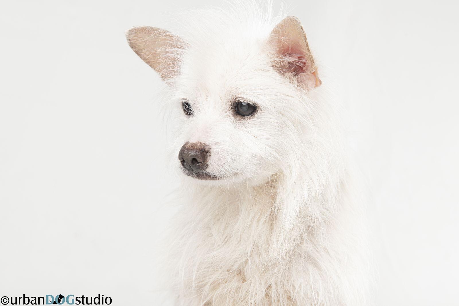 Enlarge Bijou - M, a Adoptable Chihuahua in Tampa, FL image 3/3