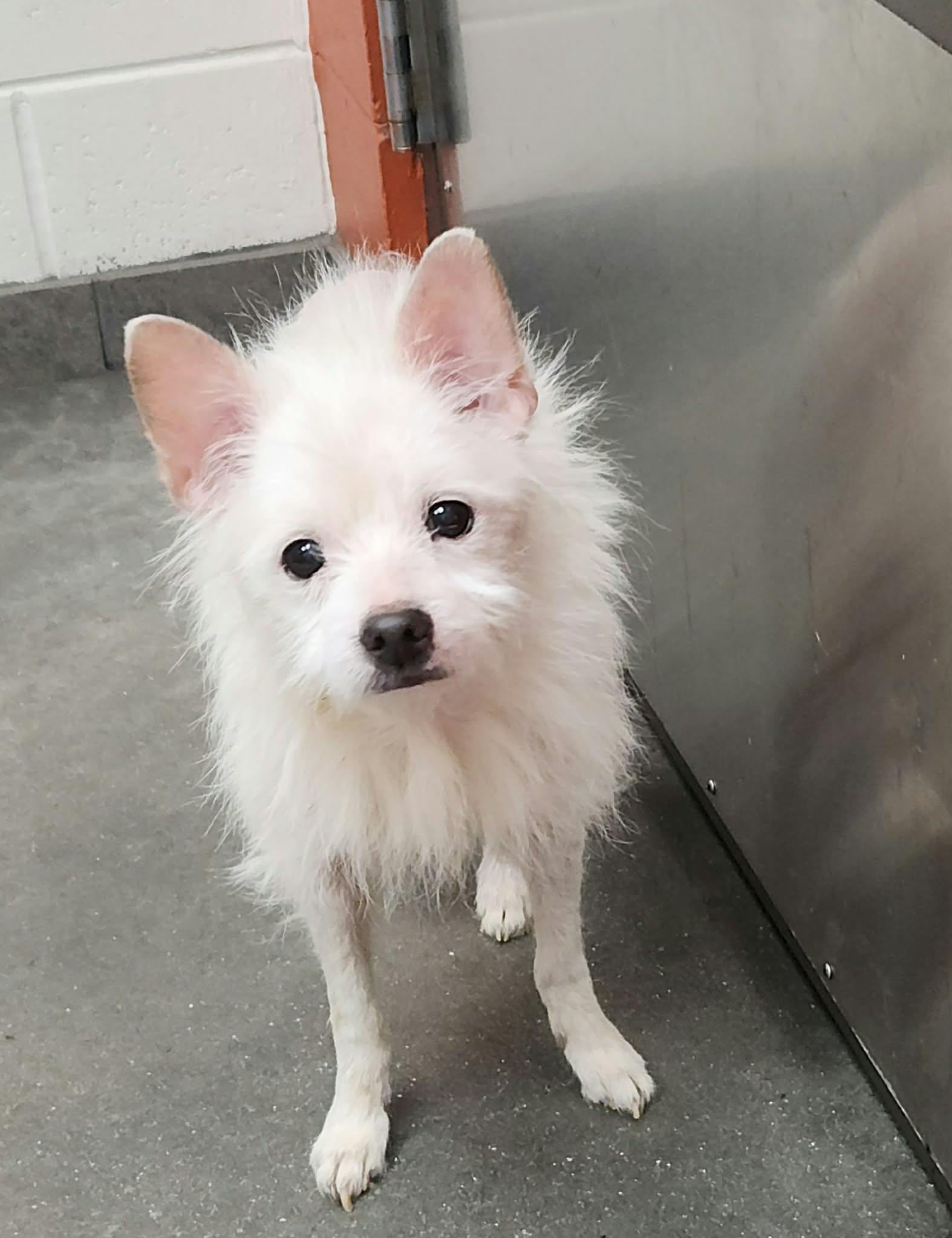 Enlarge Bijou - M, a Adoptable Chihuahua in Tampa, FL image 1/1