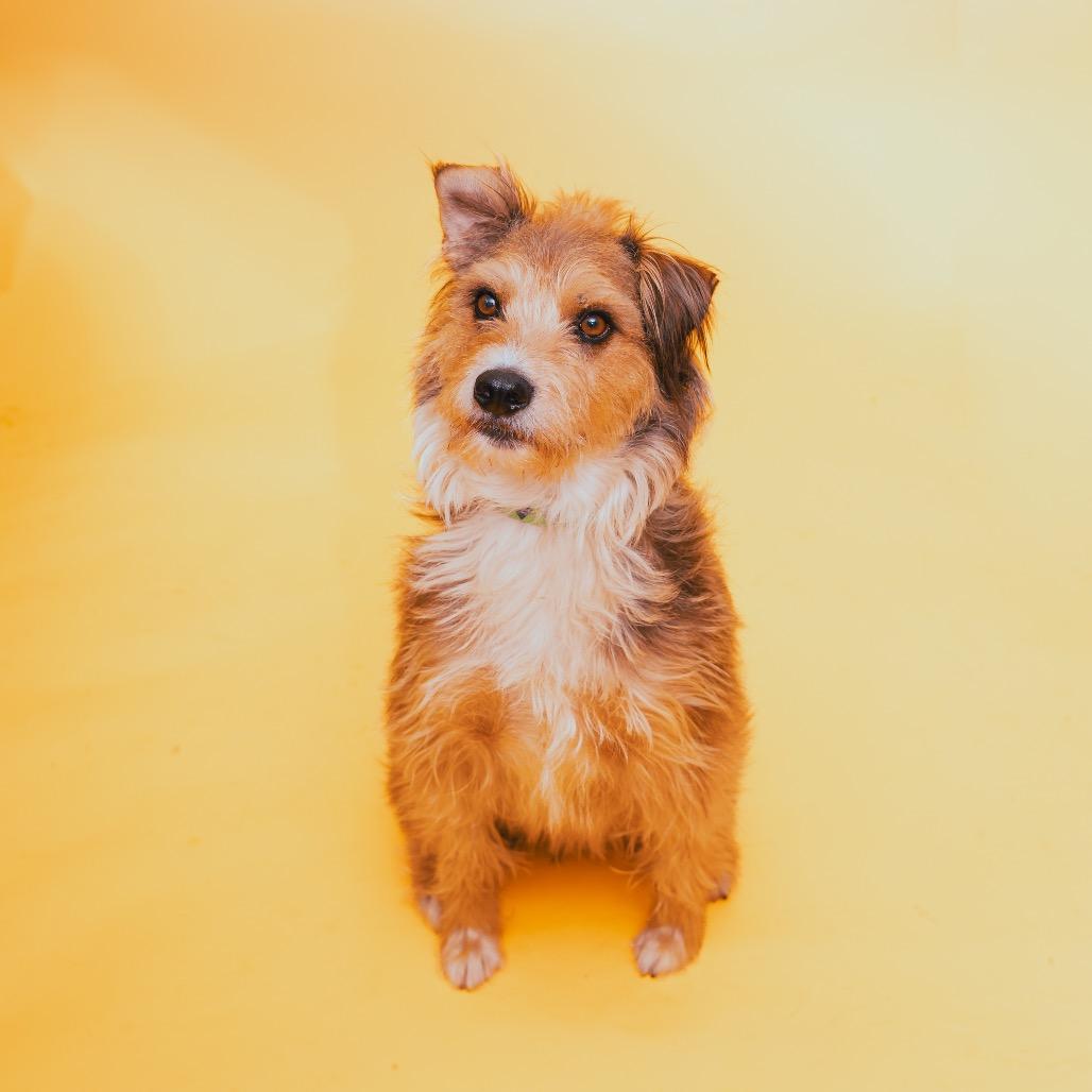 Enlarge Boots, a Adoptable Terrier in San Diego, CA image 3/5